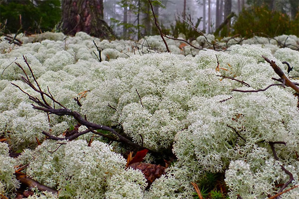 Therapeutic properties of Icelandic moss