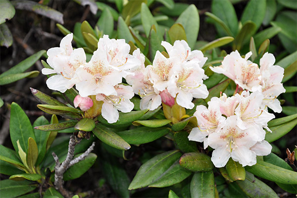 Terapeutické vlastnosti kaukazského rododendronu