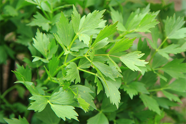 Lovage terapeitiskās īpašības