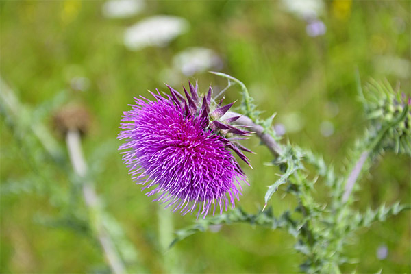 Therapeutic properties of milk thistle