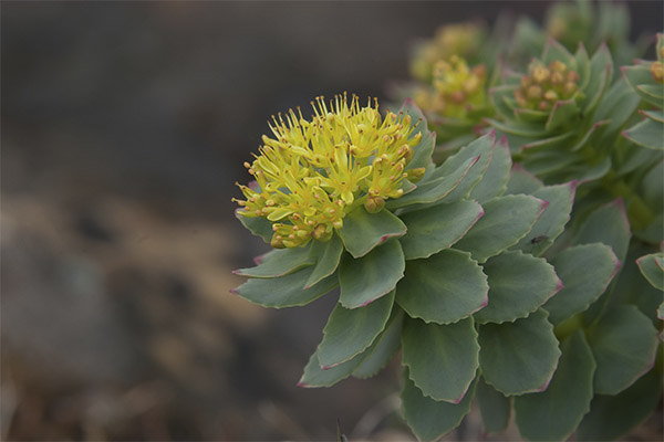 Therapeutic properties of Rhodiola rosea