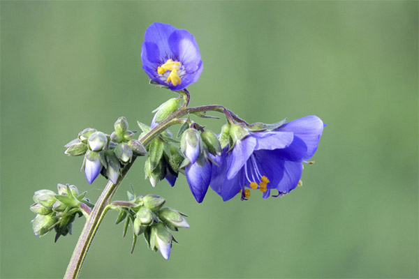 Zilās anemones ārstnieciskās īpašības