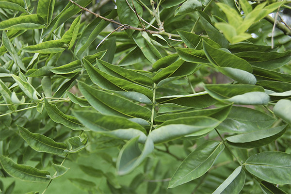 Japanese Sophora medicinal properties