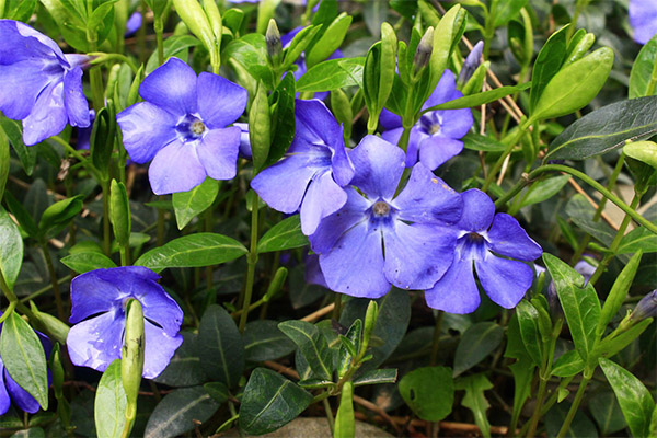 Vlastnosti bylín periwinkle