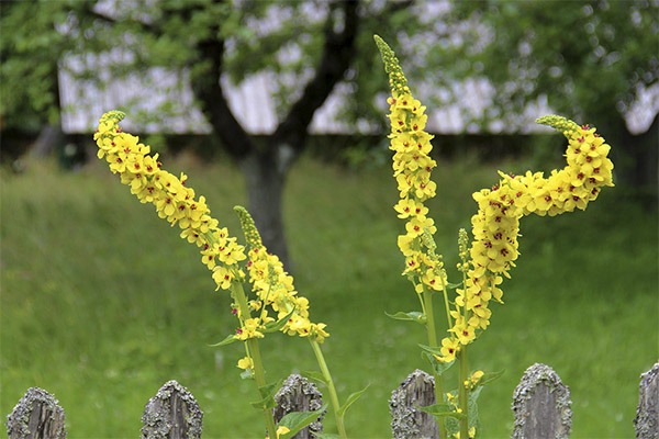 Vlastnosti bylín mullein