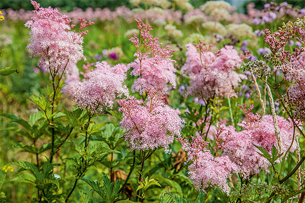 Ierburi și proprietăți medicinale de meadowsweet