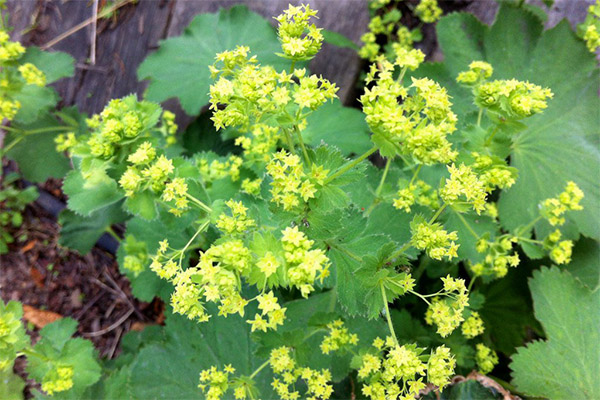 Cuff herb medicinal properties