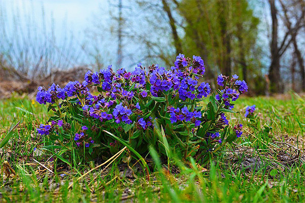 Medicinal properties of the herb lungwort