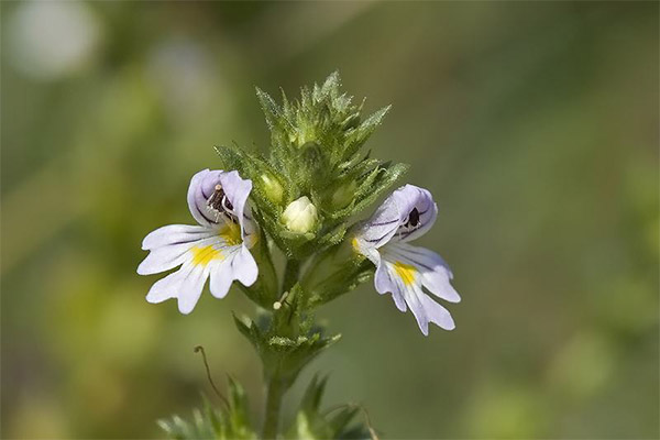 Eyebright zāļu ārstnieciskās īpašības