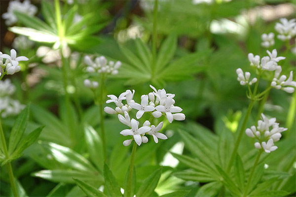 Therapeutic properties of the herb of buntings