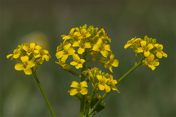 Therapeutic properties of herb garden turf