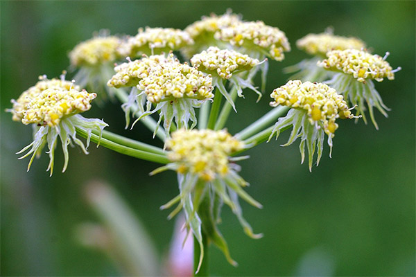 Amaranth in folk medicine