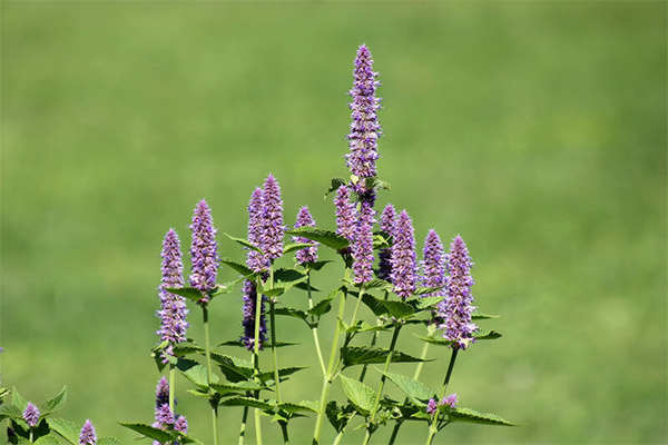 Loophant in folk medicine