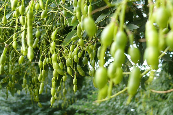 Vai mēs varam ēst Sophora japonica augļus?