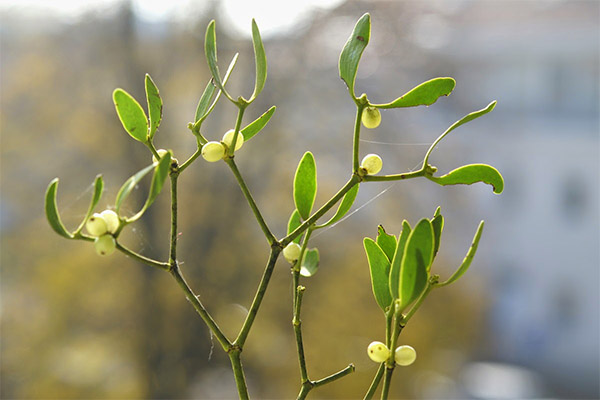 Mistletoe alb în medicina populară