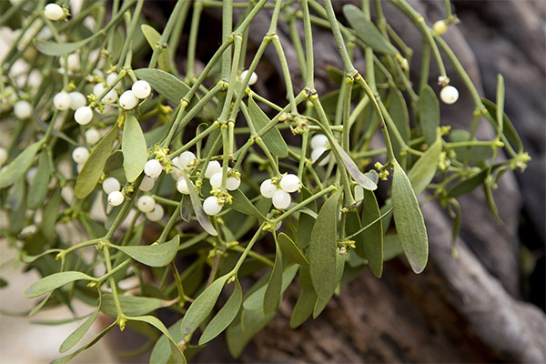 Mistletoe White