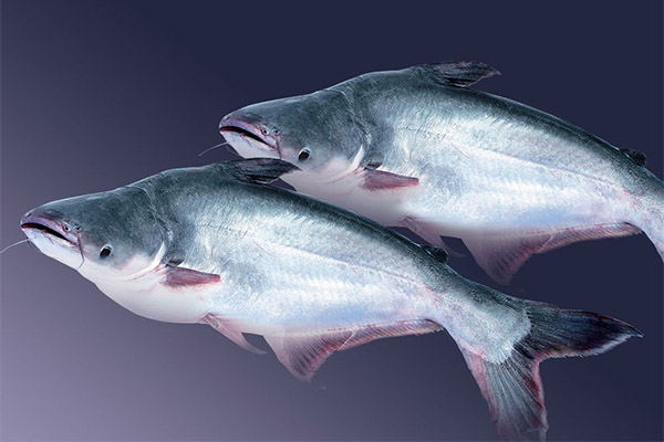 Pangasius