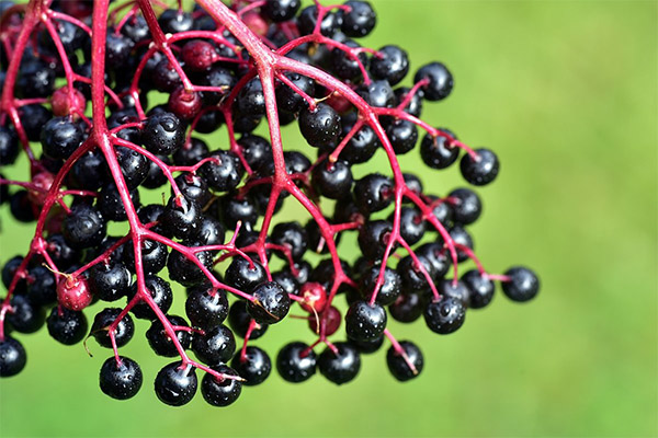 Beneficii negre de elderberry