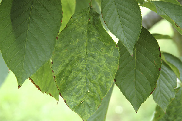 Useful properties of cherry leaves