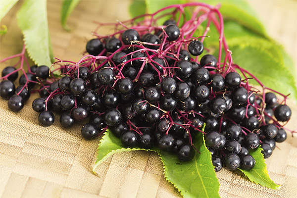 Elderberry veselība un kaitējums