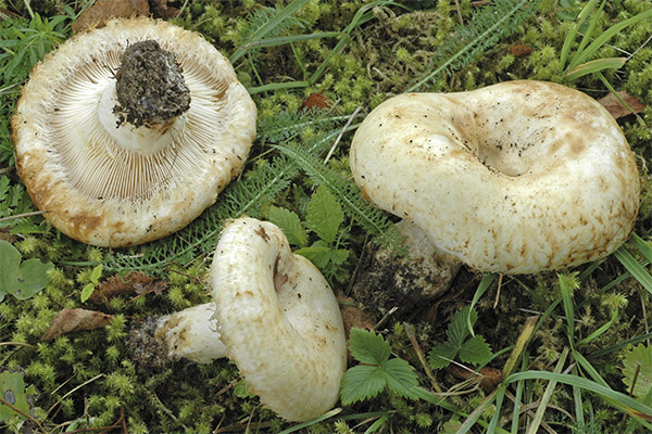 Výhody a škody milkcocks