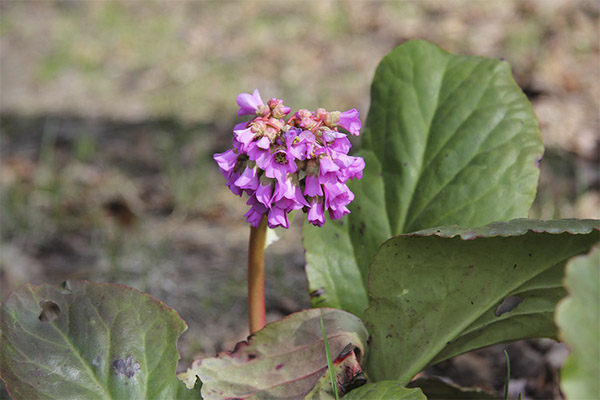 Bergenia Bergenica uses in cosmetology