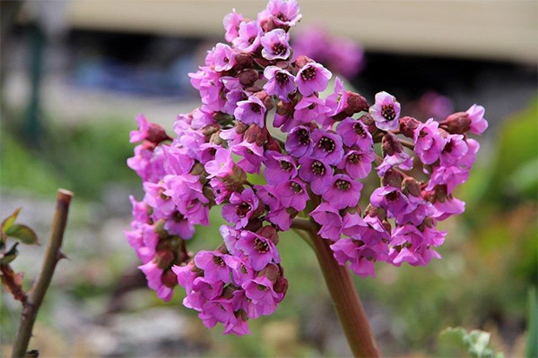 Bergenia Bergenica používa pri varení