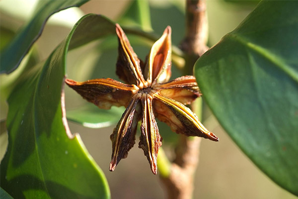 Use of Arbatum in Traditional Medicine