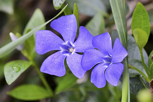 Χρήση του periwinkle στην κοσμετολογία