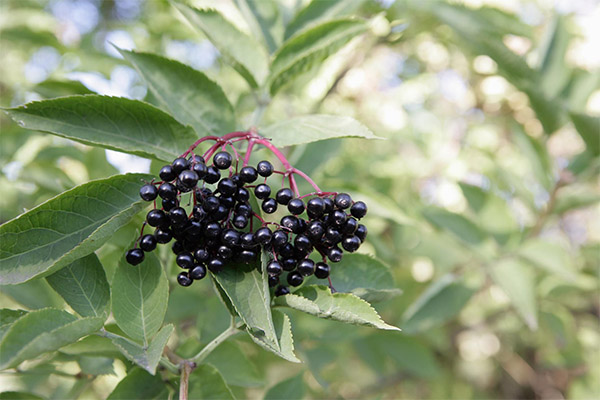 Elderberry în medicina tradițională