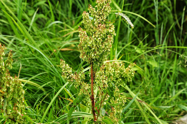 Horse sorrel usage in cosmetology