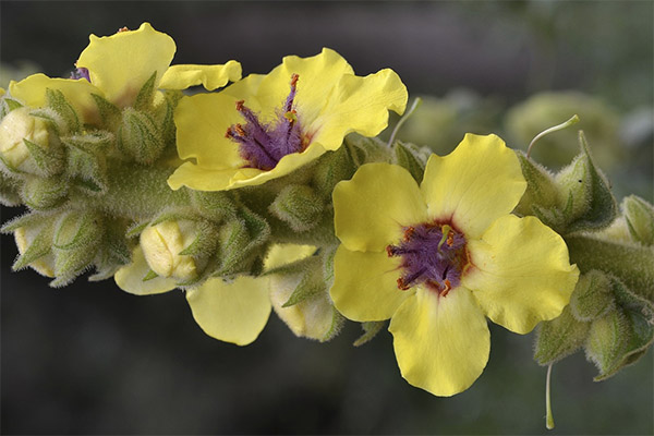 Applying mullein in cosmetology