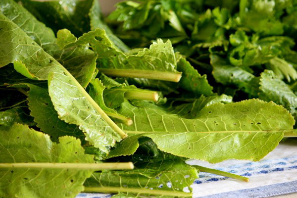 Cultivation with horseradish leaves