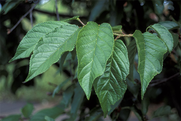 Using Cherry Leaves in Cooking