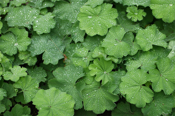 Traditional Medicinal Uses of Cuff