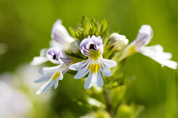 Utilizarea Eyebright în cosmetologie