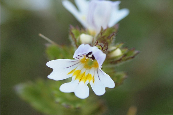 Utilizări ale Eyebright în medicina tradițională