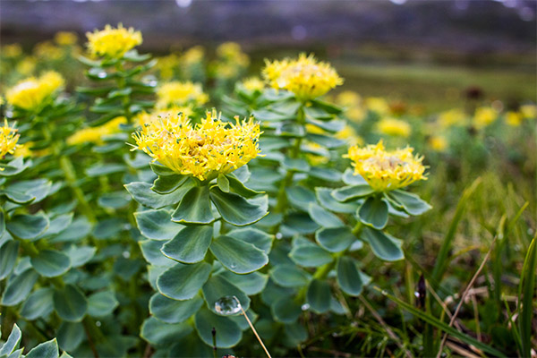 Rhodiola v kozmetológii