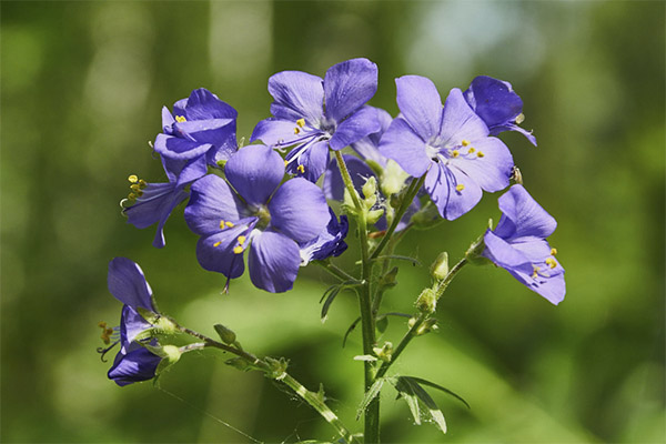 The use of blue pansy in cosmetology