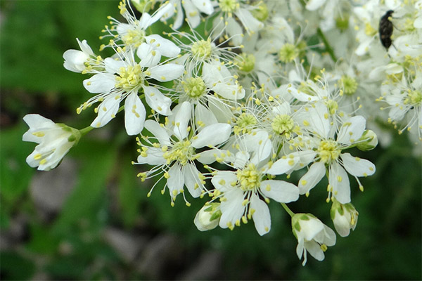 Utilizarea de meadowsweet în cosmetologie