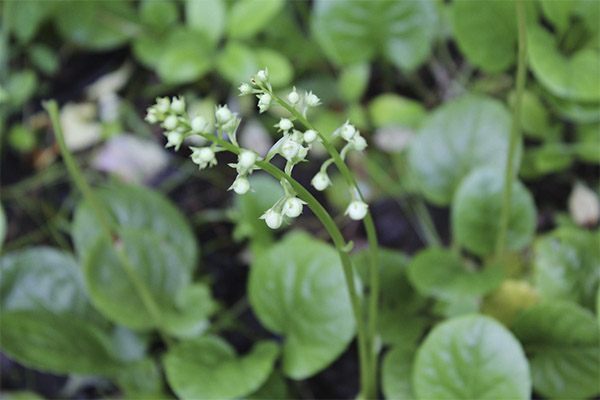 Contraindications to the use of oregano