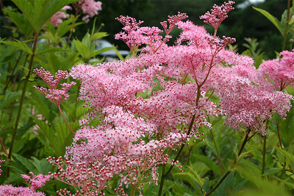 Contraindications to use of meadowsweet