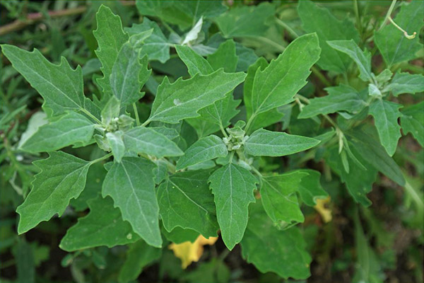 Contraindications for use of quinoa