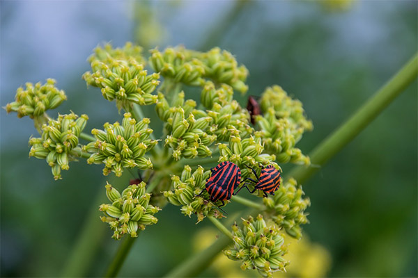 Contraindications to the use of lovage