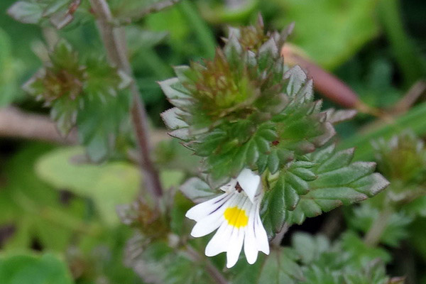 Kontrindikācijas eyebright lietošanai