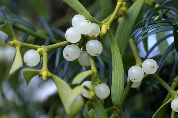 Contraindications to the use of mistletoe