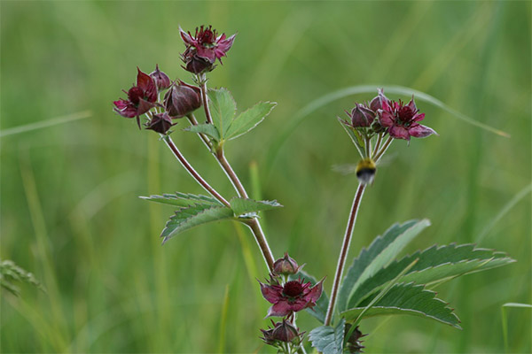 Αντενδείξεις για τη χρήση του cinquefoil