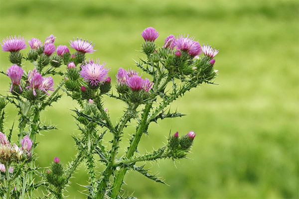 Milk thistle in folk medicine