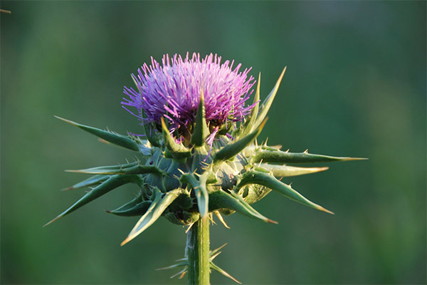 Milk thistle