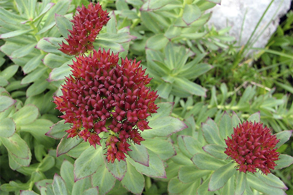 Rhodiola rosea liaudies medicinoje